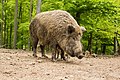 Wild boar (November)